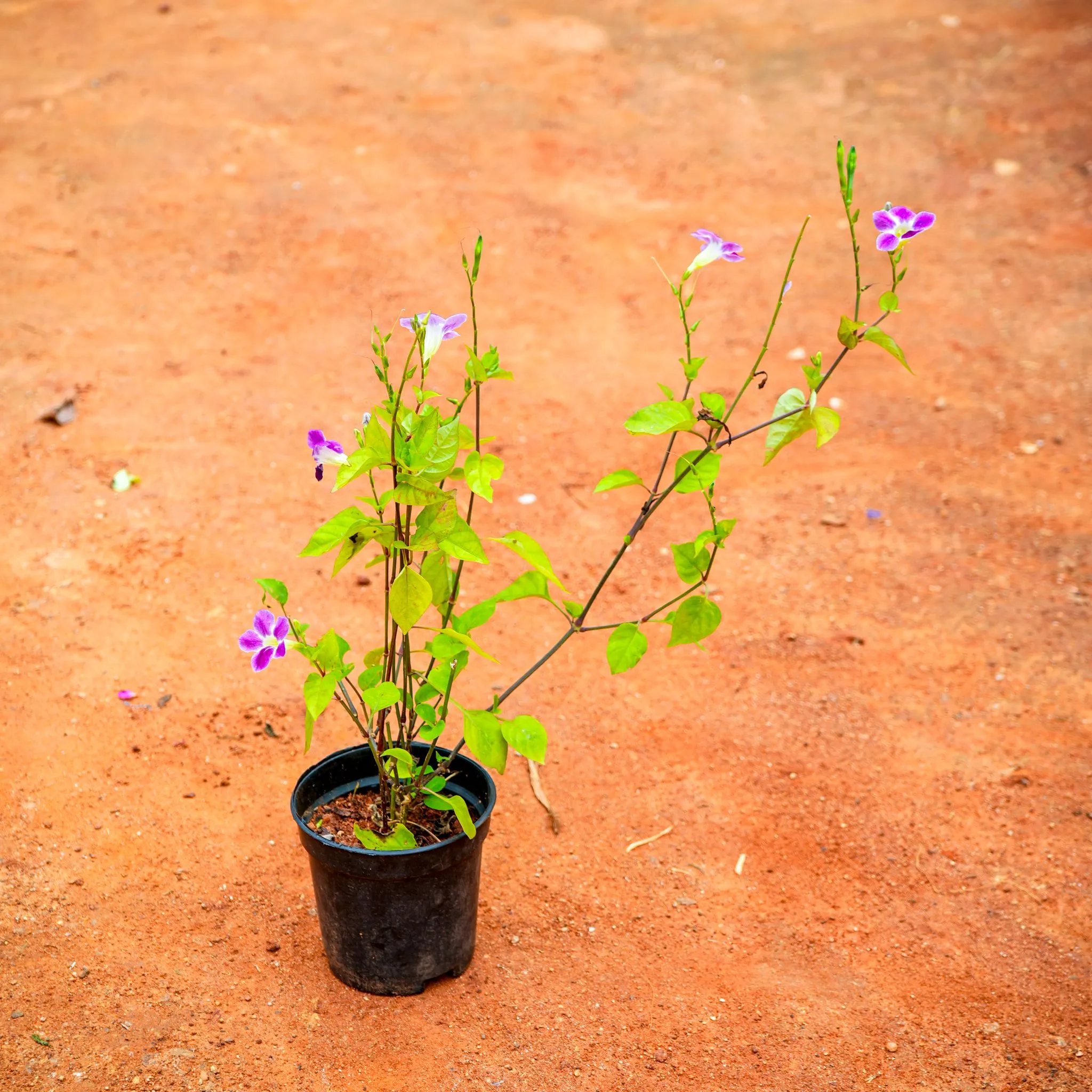 Asystasia Gangetica in 4 Inch Nursery Pot