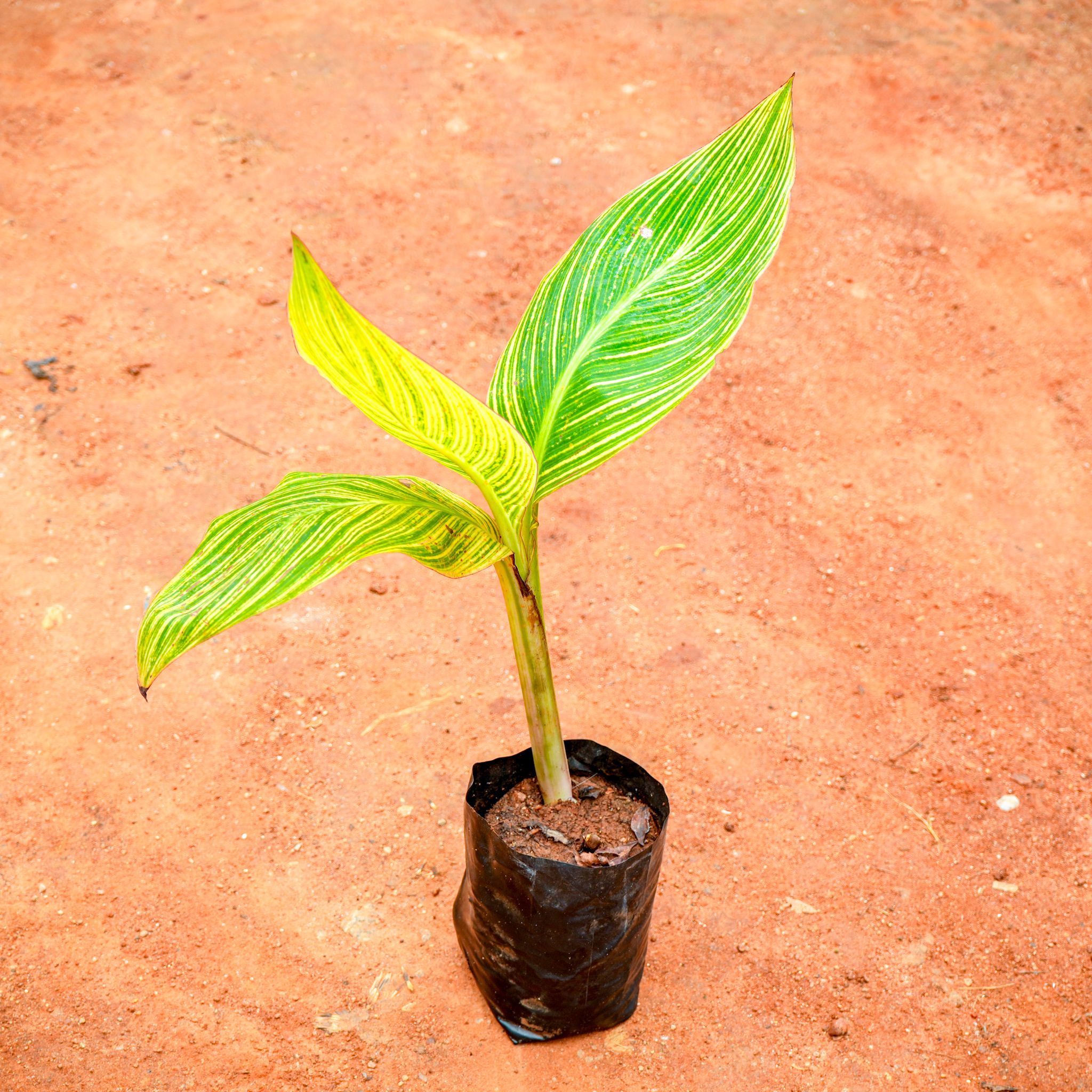 Canna Lily / Keli in 4 Inch Nursery Bag