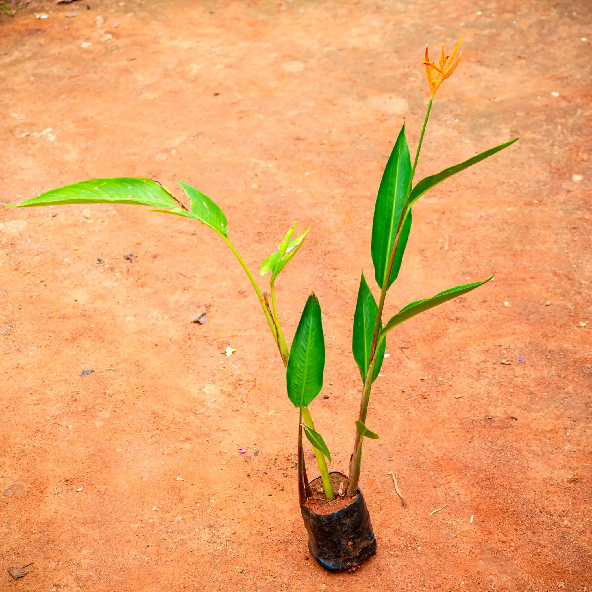 Heliconia Lady Diana in 5 Inch Nursery Bag