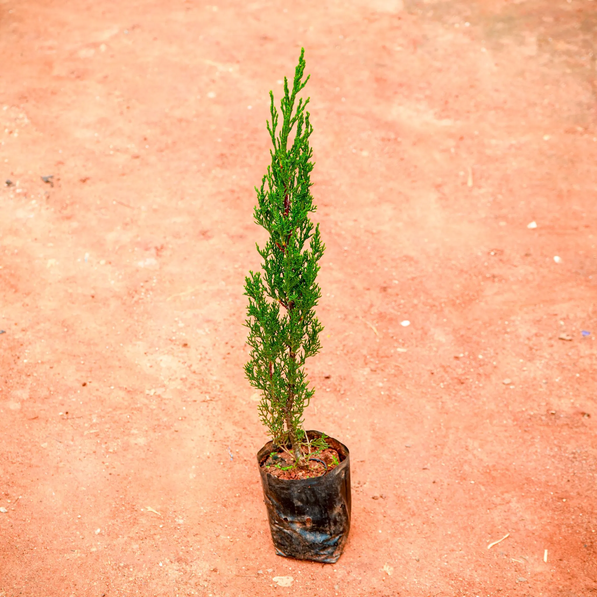 Pencil Pine in 4 Inch Nursery Bag
