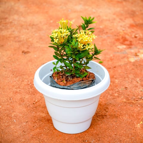 Pentas Yellow in 8 Inch Live Fresh Plant White Classy Plastic Pot in Sector 62