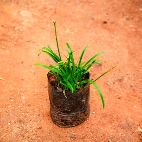 Rain Lily Pink in 4 Inch Nursery Bag