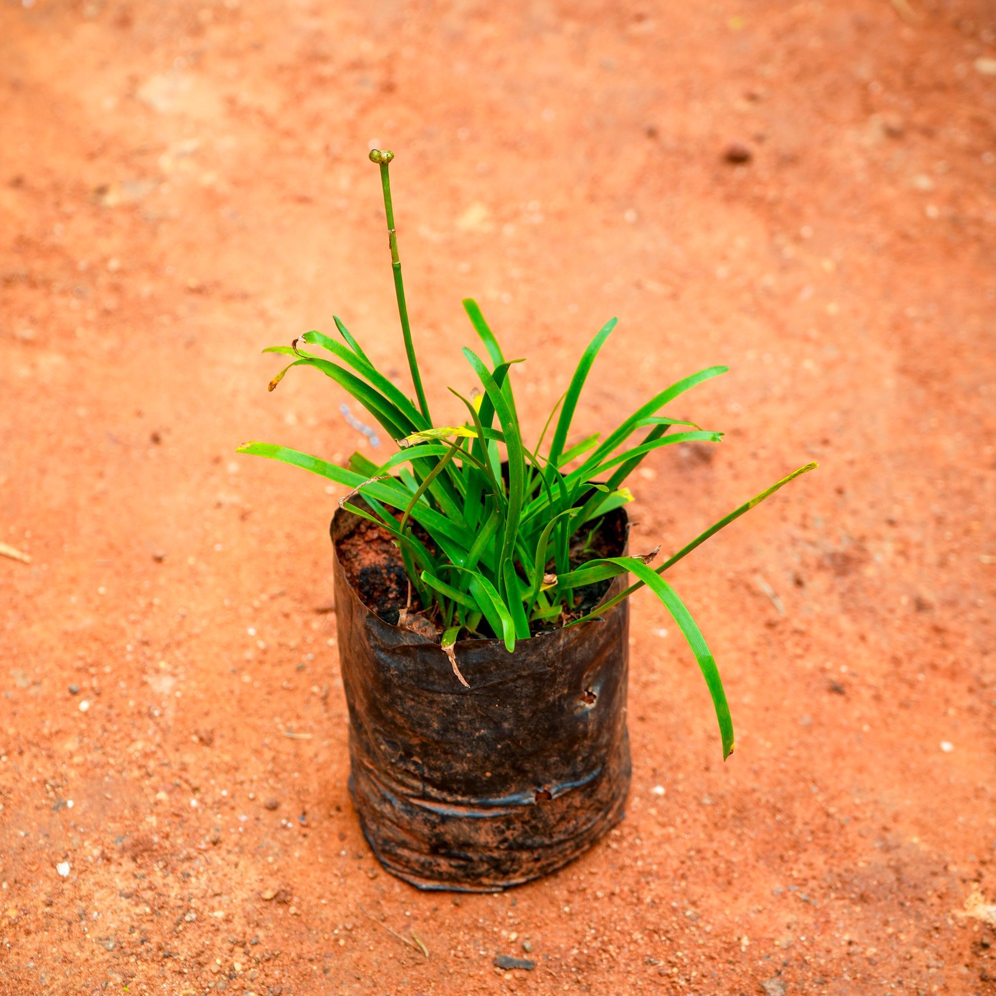 Rain Lily Pink in 4 Inch Nursery Bag
