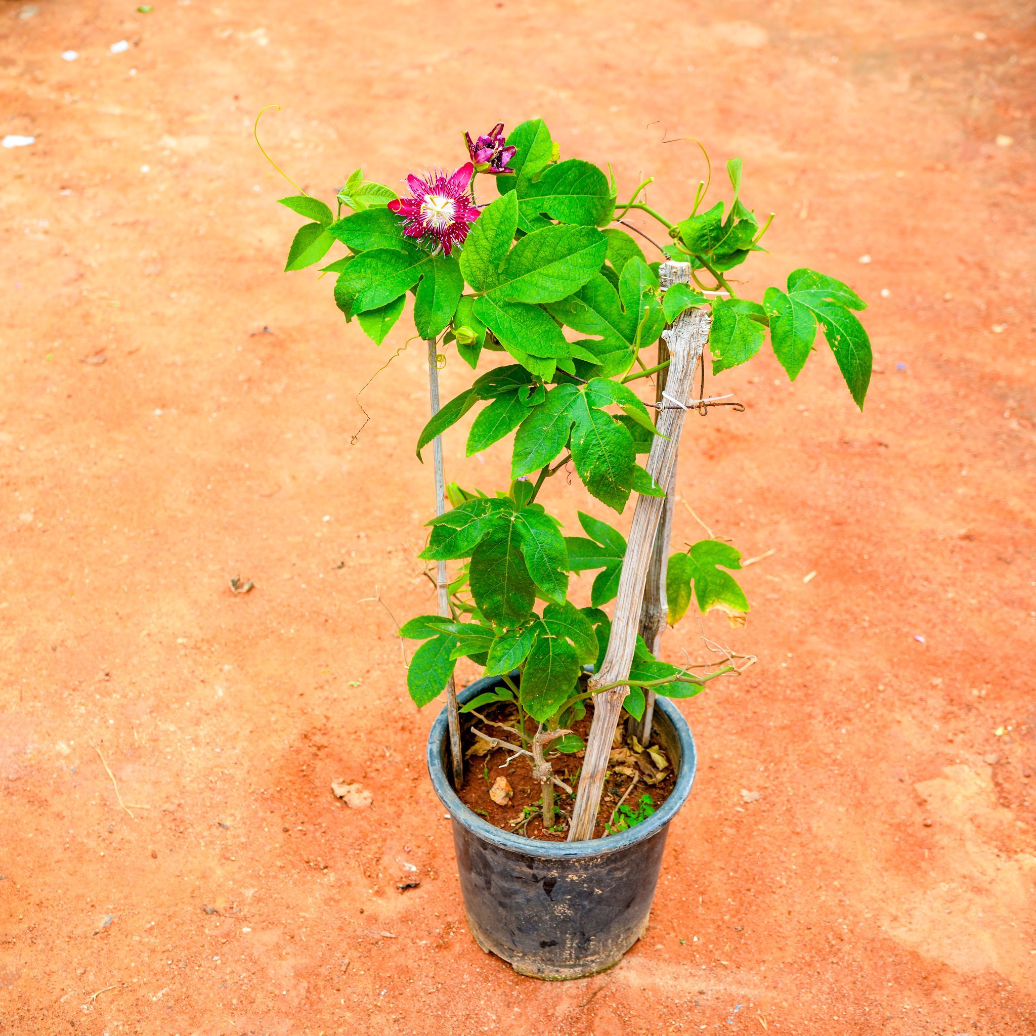 Rakhi Bel / Passiflora / Passion Flower (Any Colour) (~ 2 Ft) in 8 Inch Nursery Pot