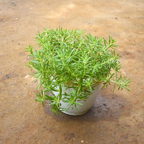 Sedum Green in 4 Inch Nursery pot