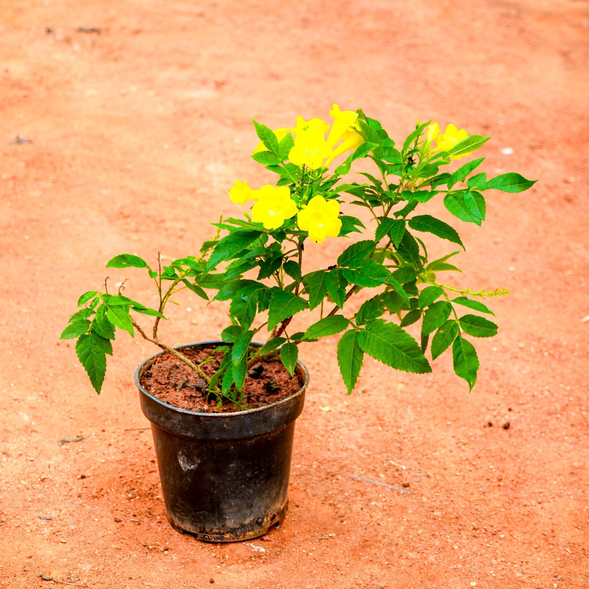 Tecoma Yellow Dwarf in 5 Inch Nursery Pot