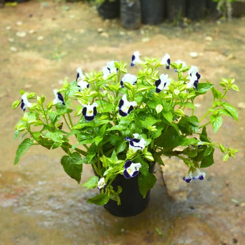 Torenia / Wishbone (any colour) in 5 Inch Nursery pot