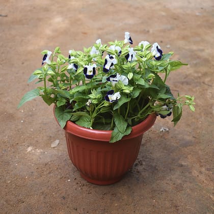 Torenia / Wishbone (any colour) in 8 Inch Terracotta Red Olive Plastic Pot
