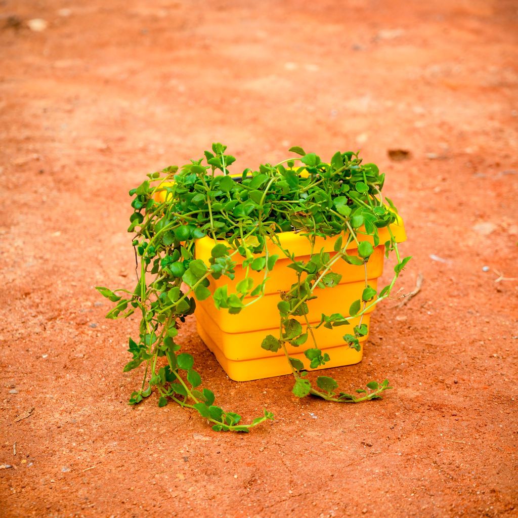 Free Next Day Delivery Turtle Vine in 6 Inch Yellow Premium Orchid