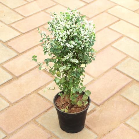 Vishnu Bush in 4 Inch Nursery Pot