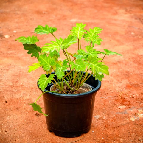 Xanadu Golden in 8 Inch Nursery Pot