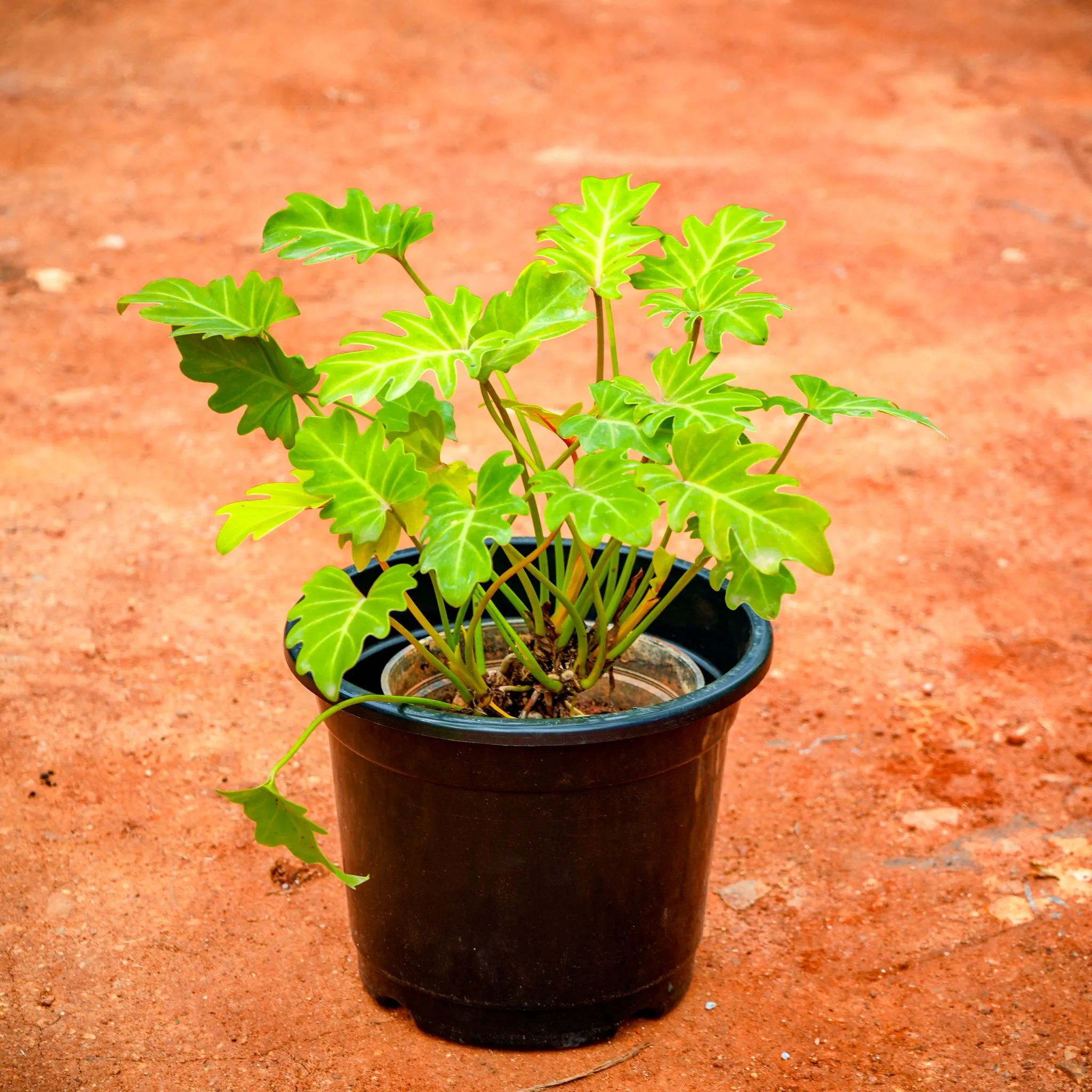 Xanadu Golden in 8 Inch Nursery Pot