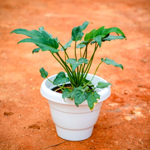 Xanadu Golden in 8 Inch Live Fresh Plant White Classy Plastic Pot in Greater Kailash