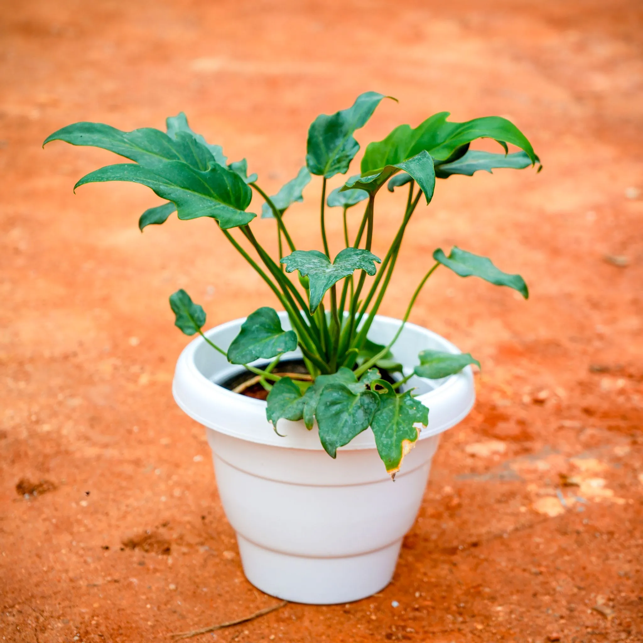 Xanadu Golden in 8 Inch White Classy Plastic Pot