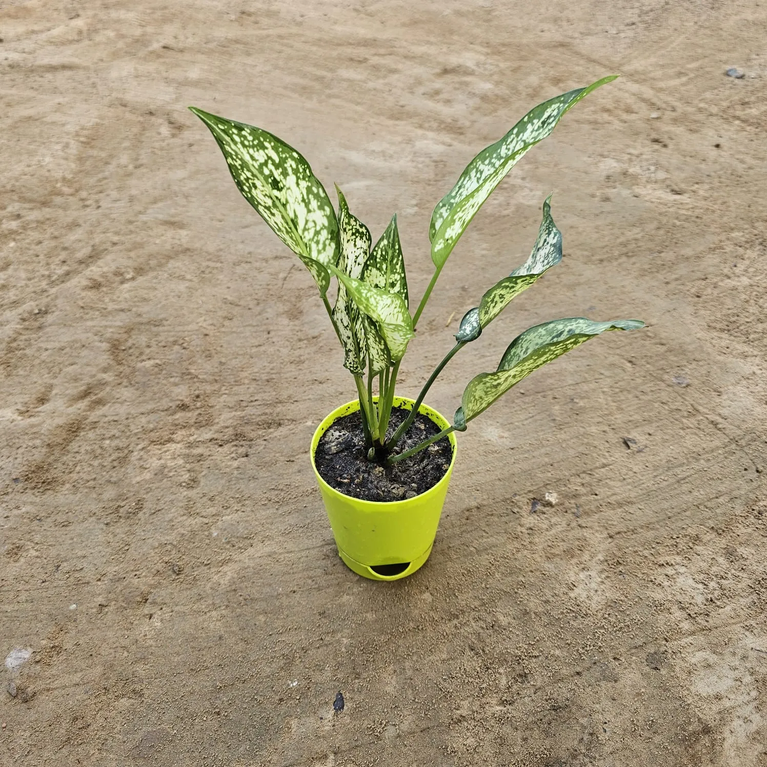 Aglaonema Snow White in 4 Inch Green Florence Self Watering Pot