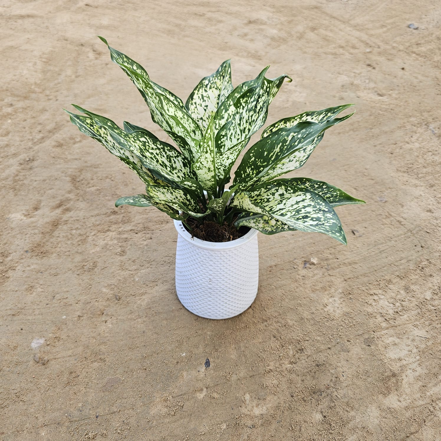 Aglaonema Snow White (Imported) (2 In 1 Plant) in 6 Inch White Matt Plastic Pot