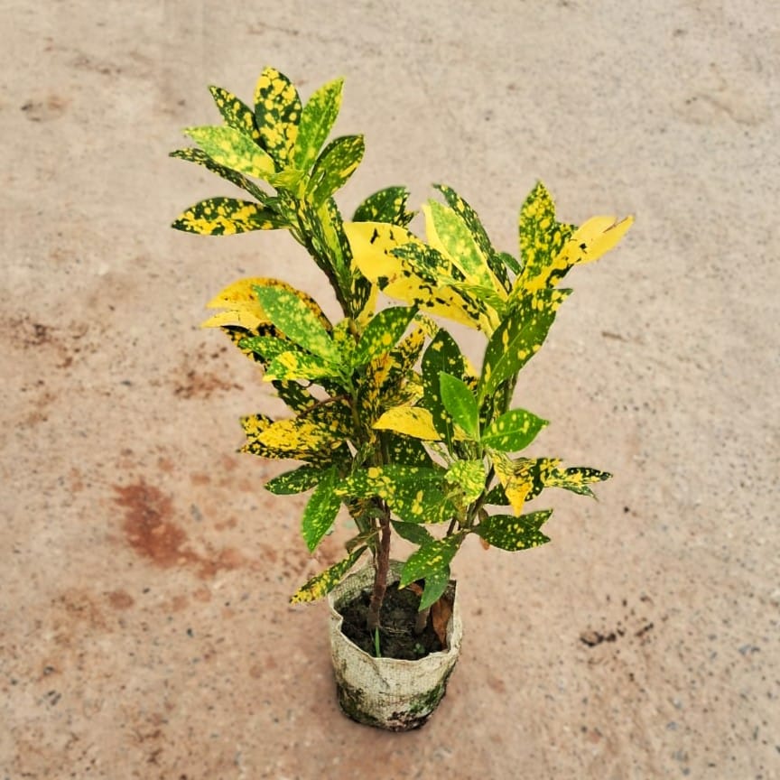 Baby Croton in 4 Inch Nursery Bag
