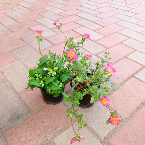 Set of 2 - Torenia / Wishbone & Portulaca Moss Rose (any colour) in 4 Inch Live Plant Nursery Pot