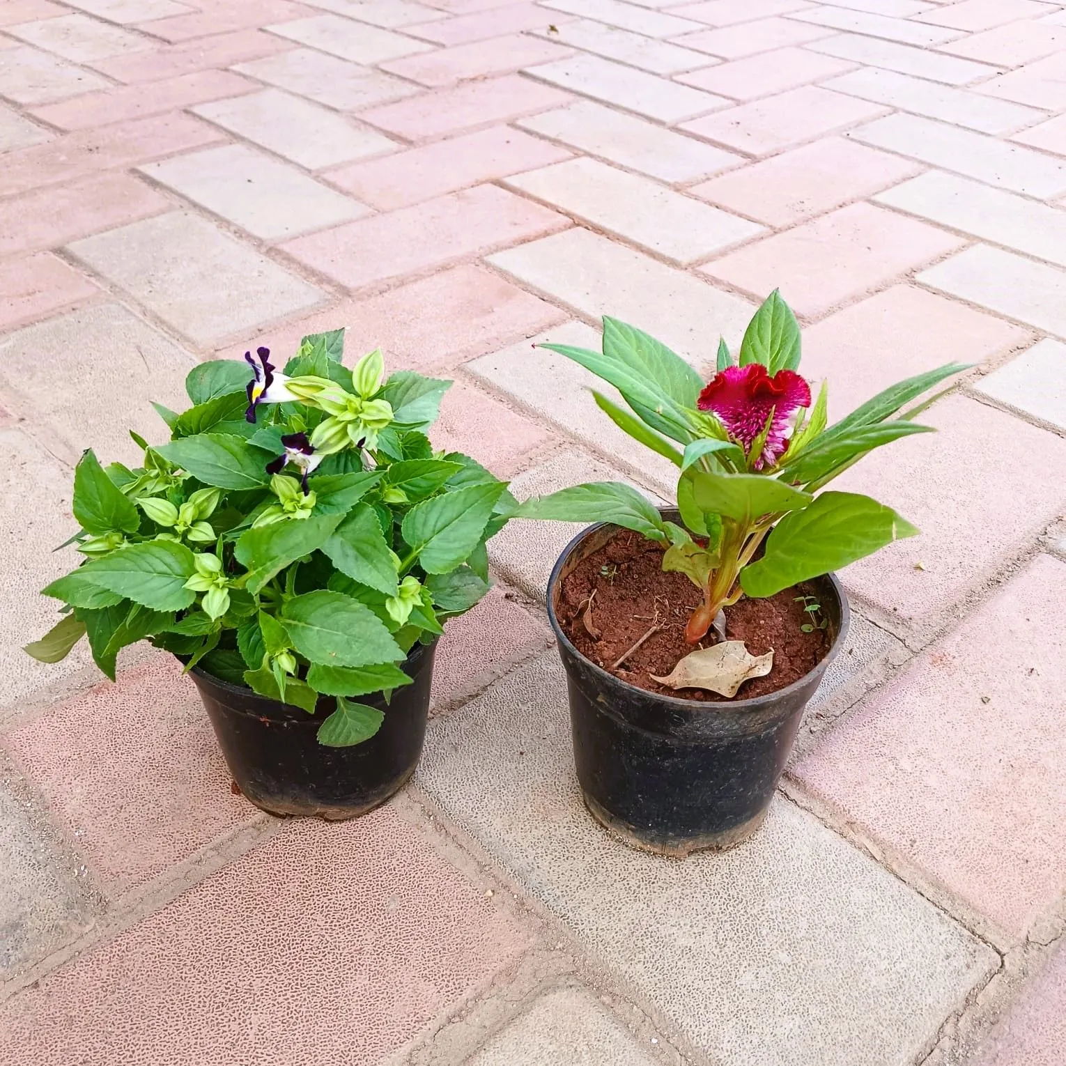 Set of 2- Torenia / Wishbone & Celosia / Cockscomb (any colour) in 4 Inch Nursery Pot