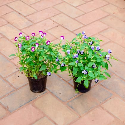 Buy Set of 2 - Wishbone / Torenia (Blue & Pink) in 4 Inch Nursery Pot Online | Urvann.com