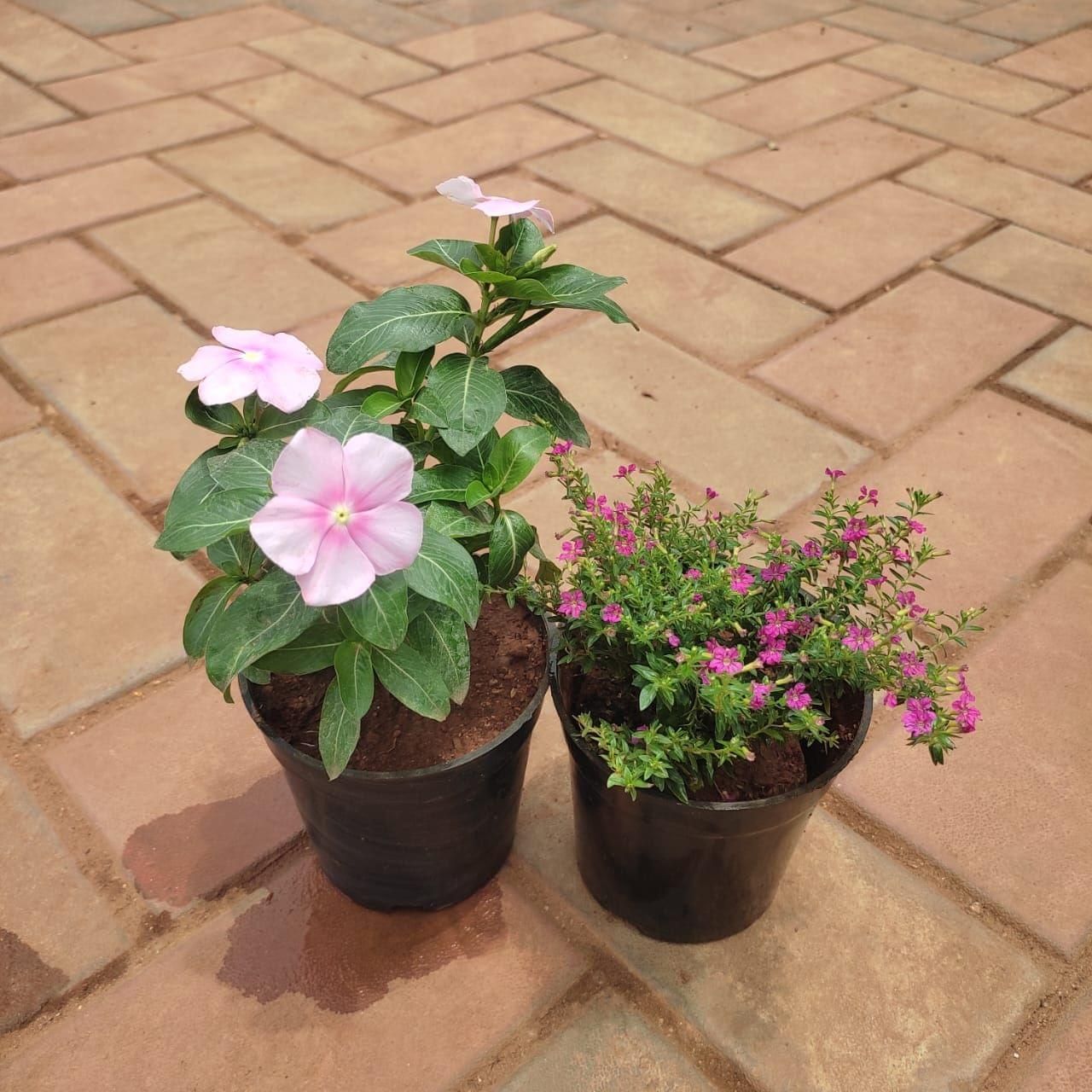 Set Of 2 - Flowering Combo (Mose Rose & Cuphea) (Any Colour) in 4 Inch Nursery Pot
