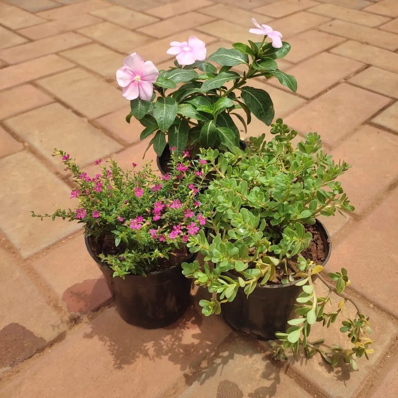 Set Of 3 - Flowering Combo (Cuphea, Moss Rose & Vinca) (Any Colour) in 4 Inch Nursery Pot