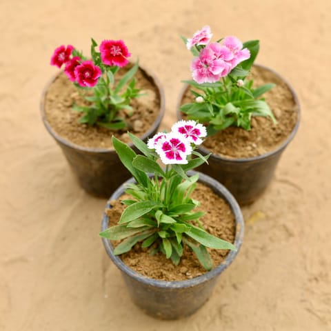 Set of 3 - Dianthus (any colour) in 4 Inch Live Plant Nursery Pot