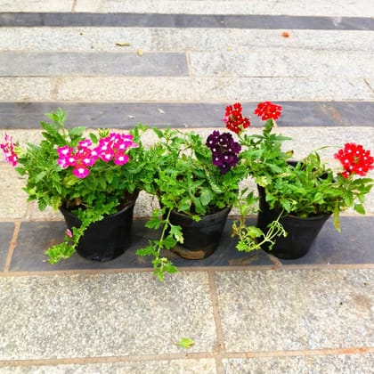 Buy Set of 3 - Verbena (any colour) in 6 Inch Nursery Bag in 5 Inch Nursery Bag Online | Urvann.com