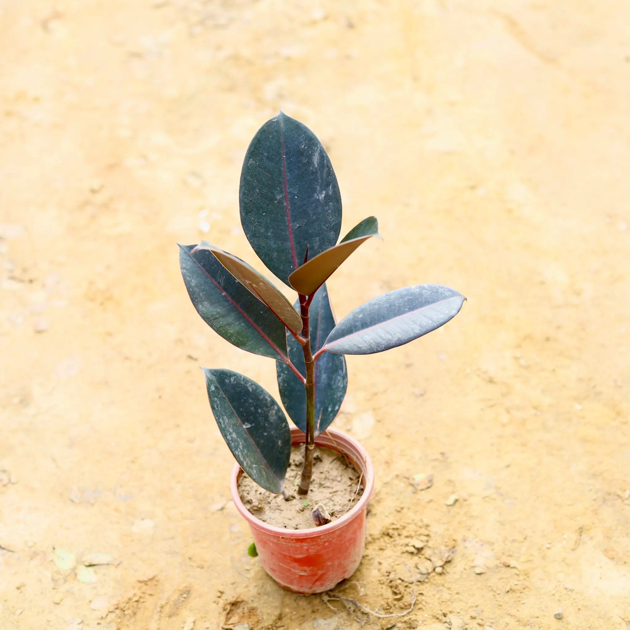 Rubber Plant in 4 Inch Nursery Pot