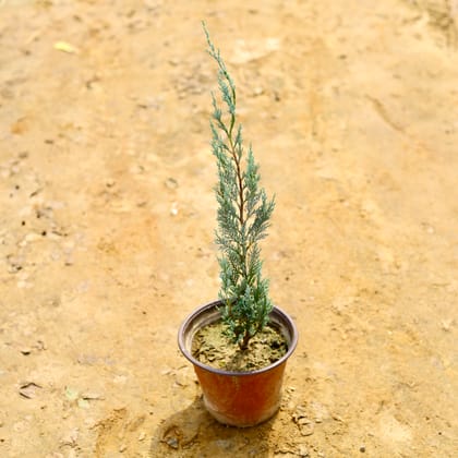 Buy Blue Cypress in 6 Inch Nursery Pot Online | Urvann.com