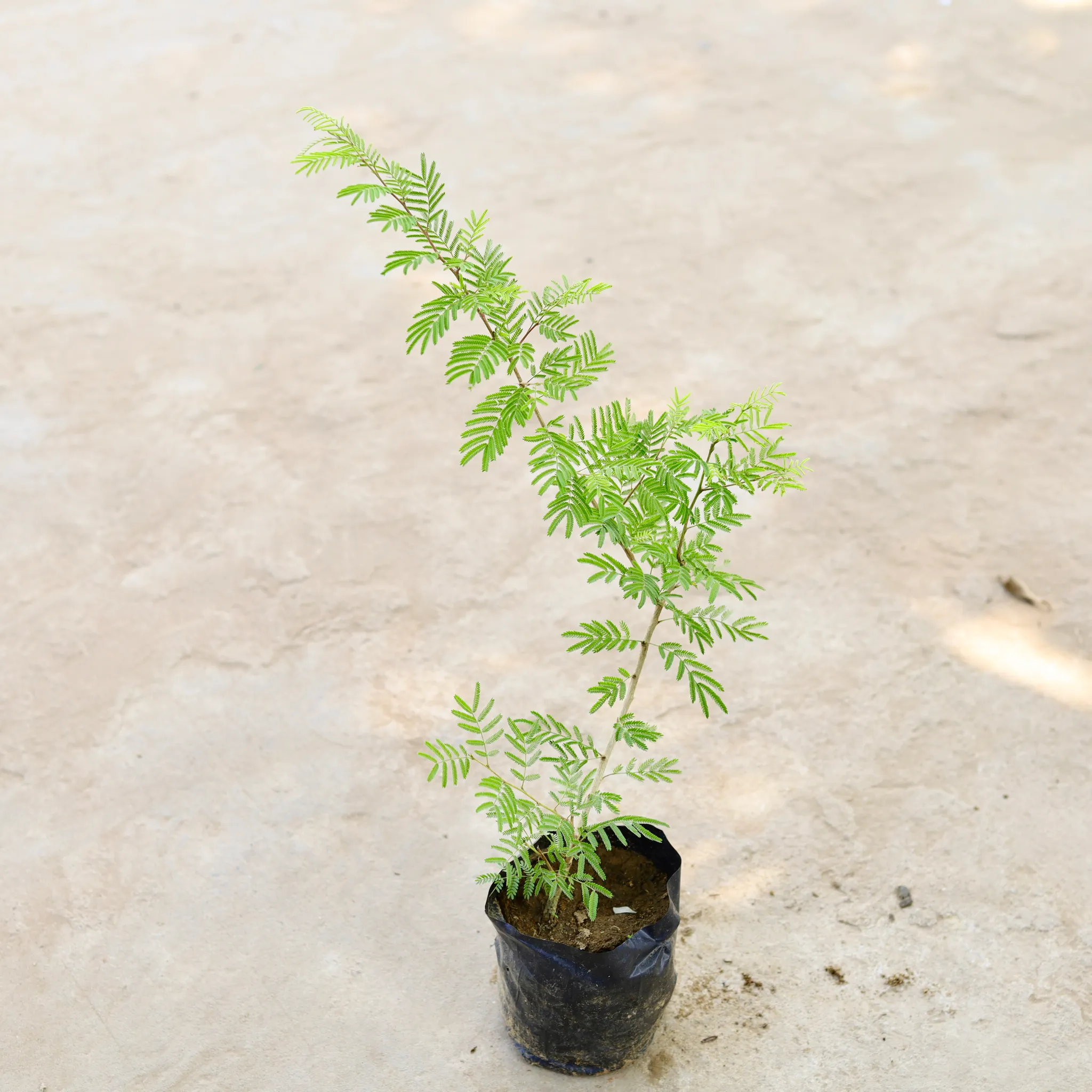 Shami (~1.5 Ft) in 5 Inch Nursery Bag