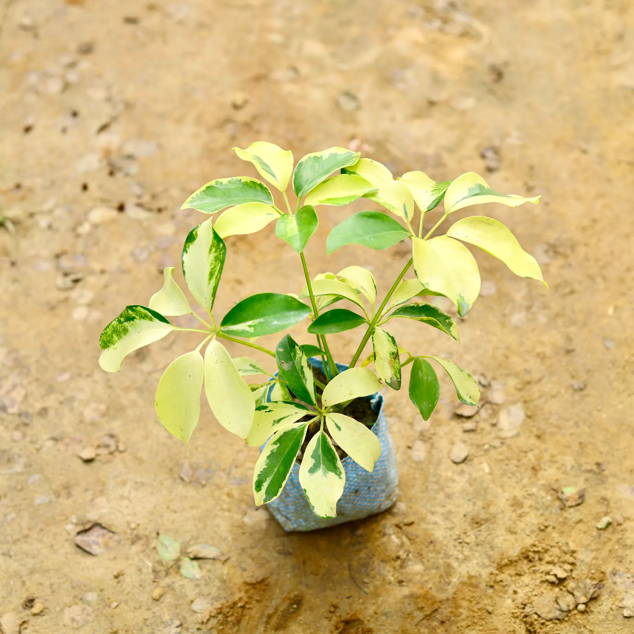 Schefflera Brassia in 4 Inch Nursery Bag