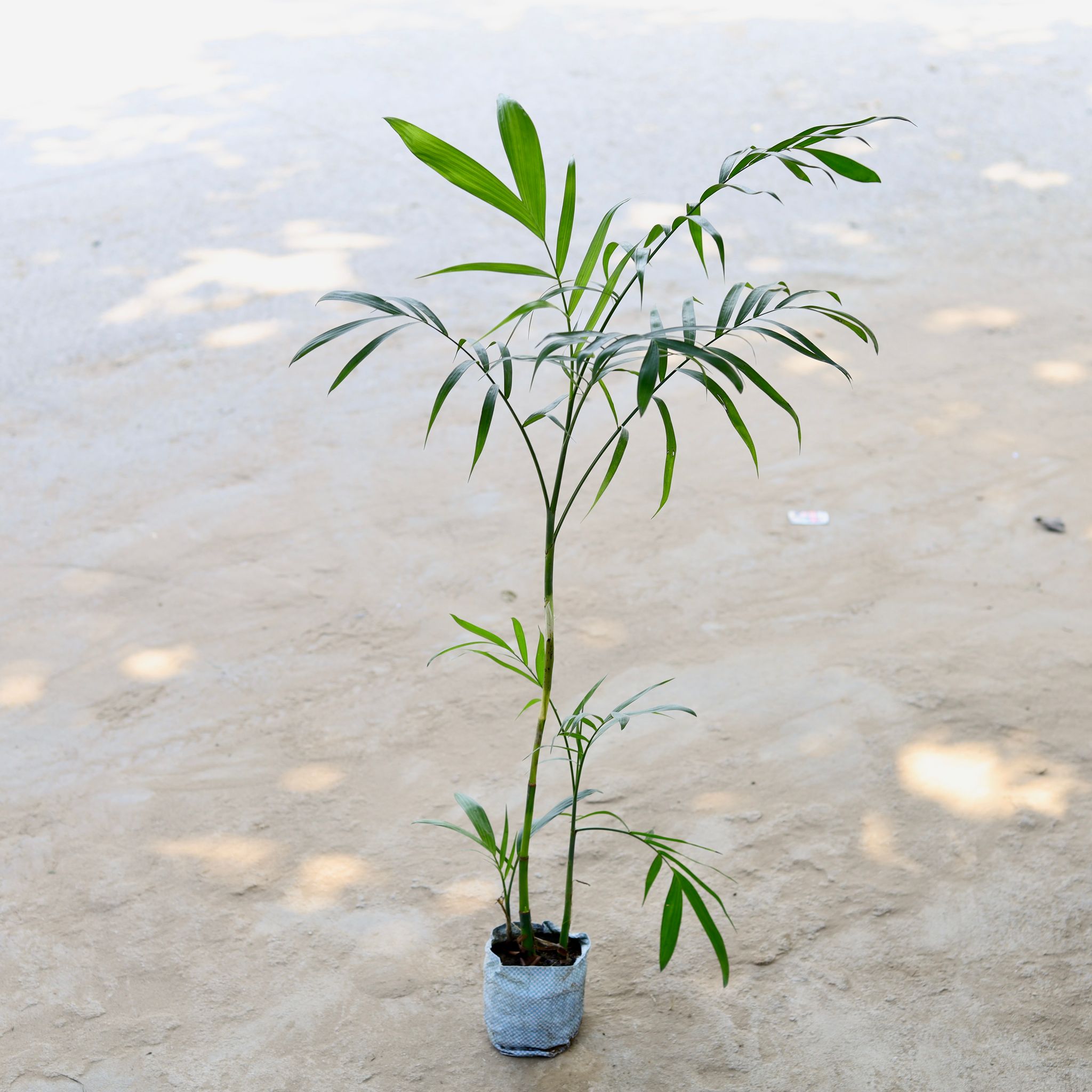 Chamaedorea Palm in 5 Inch Nursery Bag