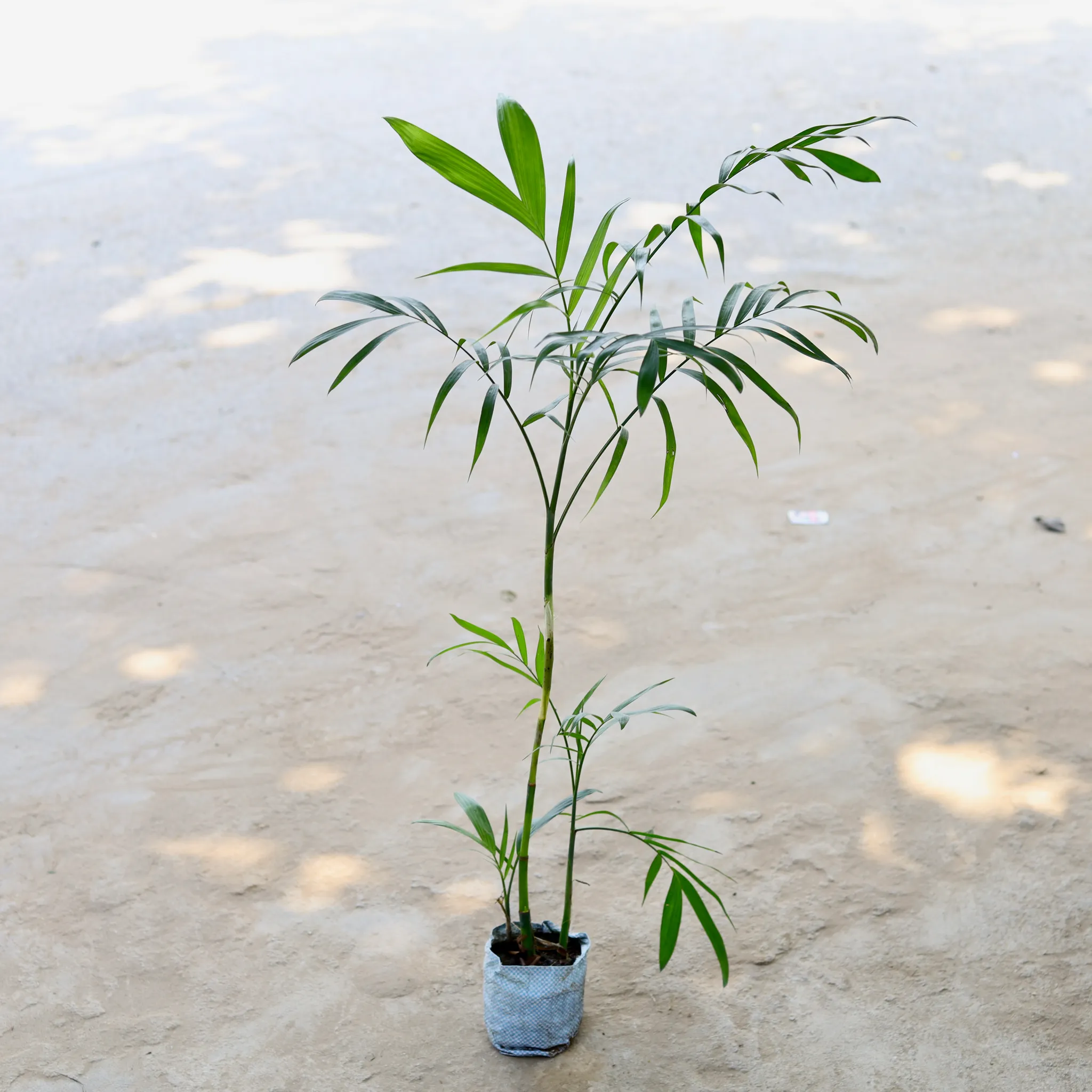 Chamaedorea Palm in 5 Inch Nursery Bag