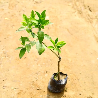 Buy Kinnow / Mandarin Orange in 5 Inch Nursery Bag Online | Urvann.com
