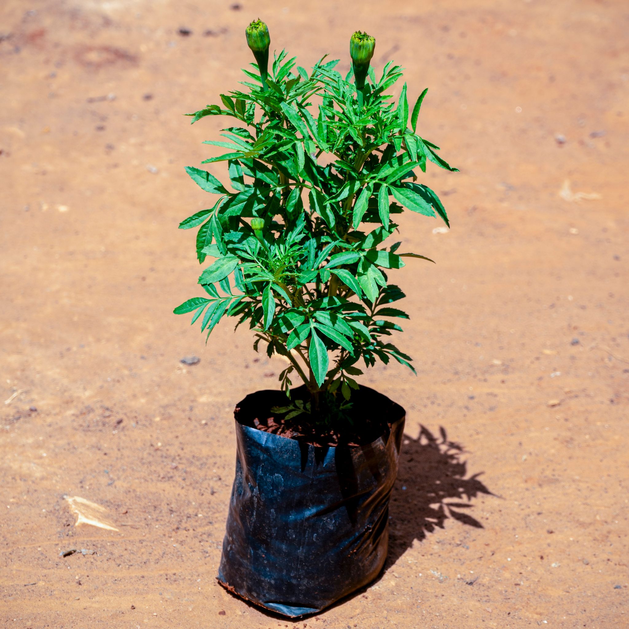 Marigold (Any Colour) in 4 Inch Nursery bag