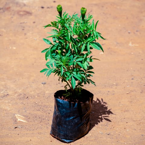 Marigold (Any Colour) in 4 Inch Nursery bag
