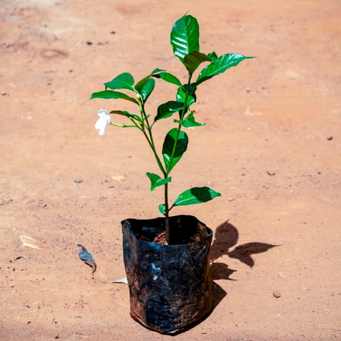 Chandni (Any Colour) in 5 Inch Nursery bag