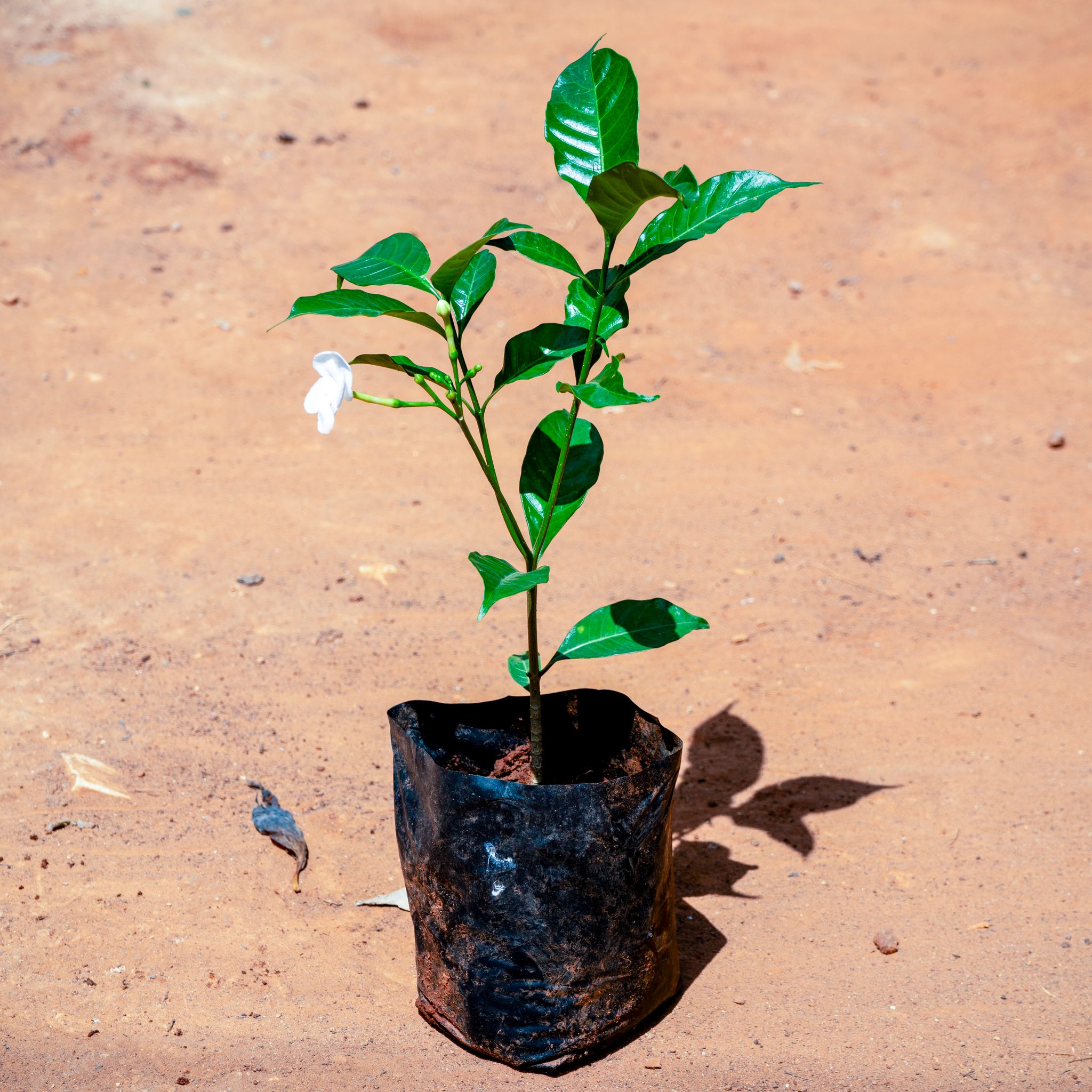 Chandni (Any Colour) in 5 Inch Nursery bag