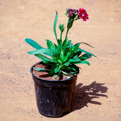 Buy Dianthus (Any Colour) in 4 Inch Nursery Pot Online | Urvann.com