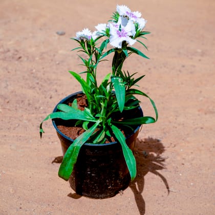 Buy Dianthus (Any Colour) in 4 Inch Nursery Pot Online | Urvann.com