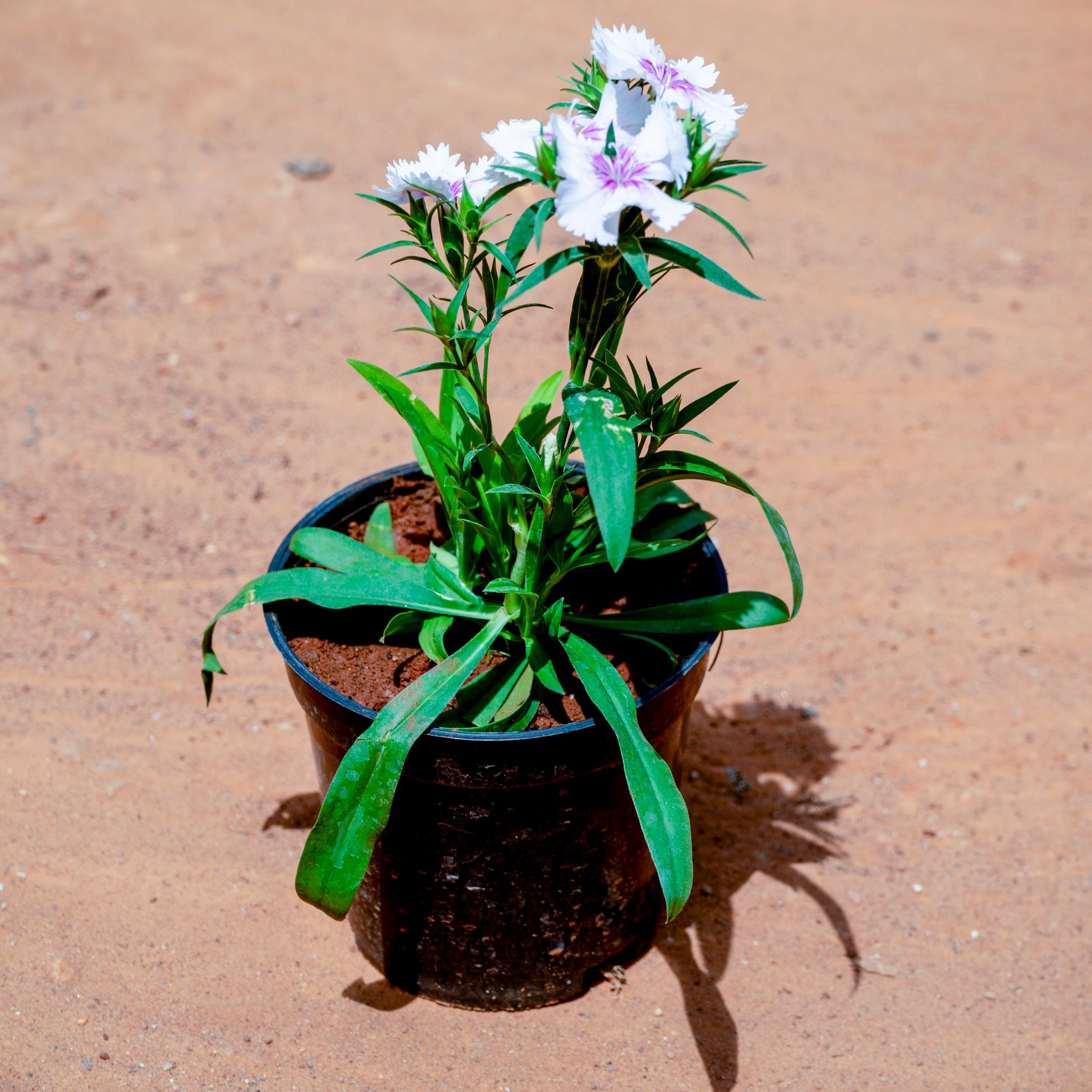 Dianthus (Any Colour) in 4 Inch Nursery Pot