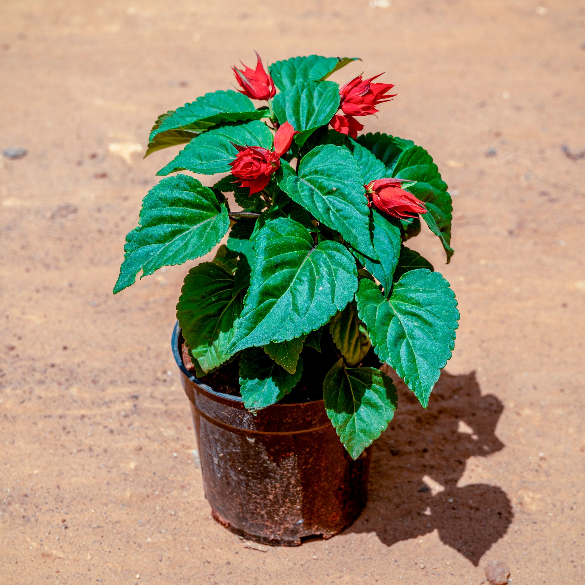 Salvia Red in 4 Inch Nursery Pot