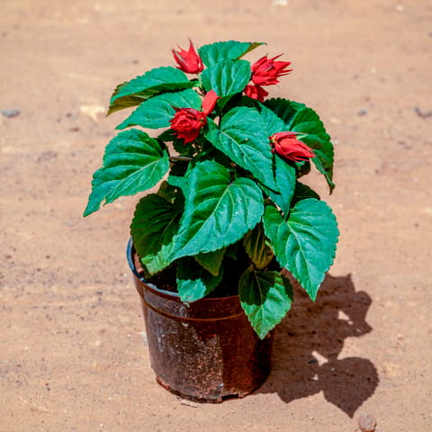 Salvia Red in 4 Inch Nursery Pot