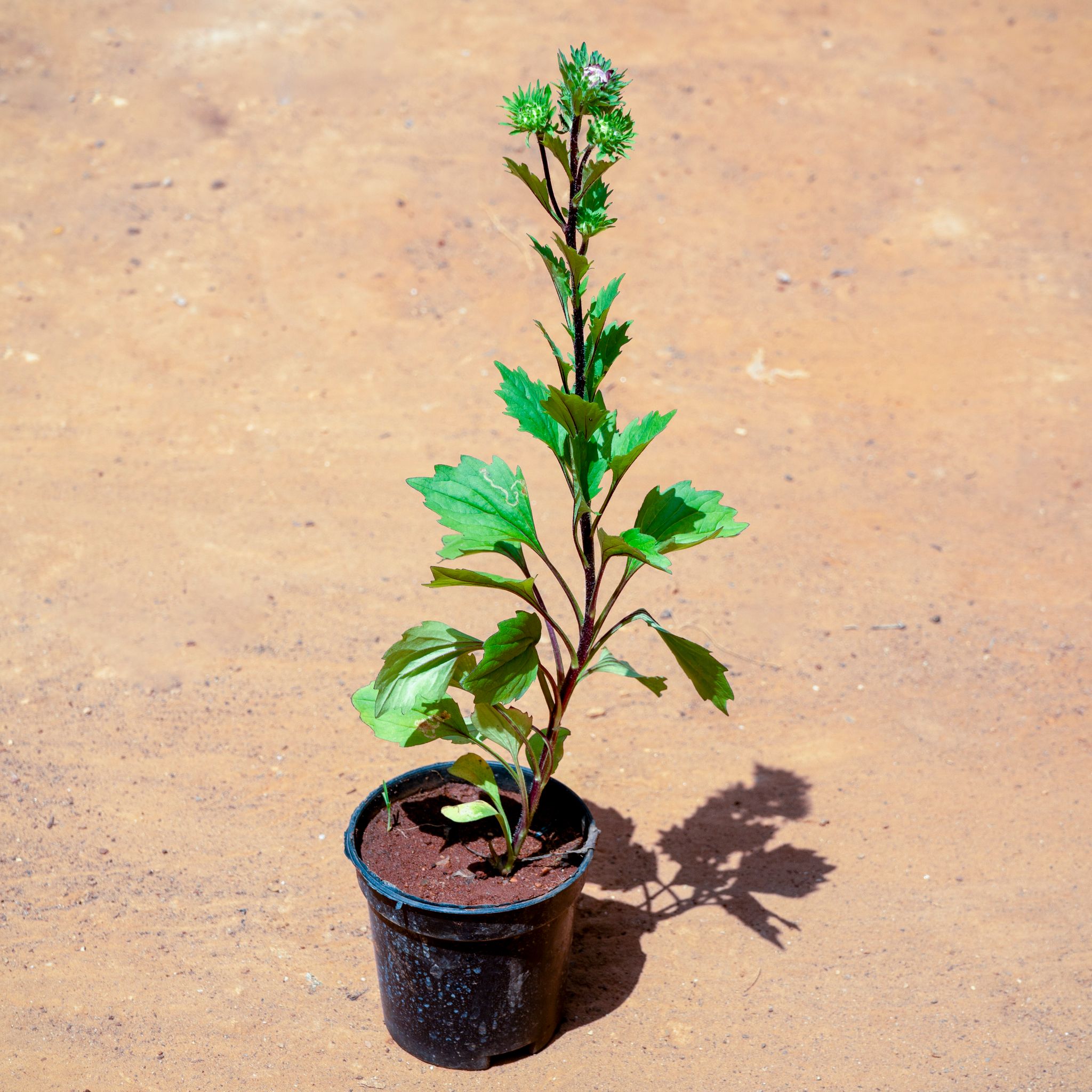 Aster (Any Colour) in 4 Inch Nursery Pot