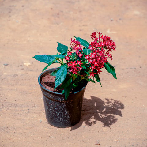 Pentas (Any Colour) in 5 Inch Nursery Pot