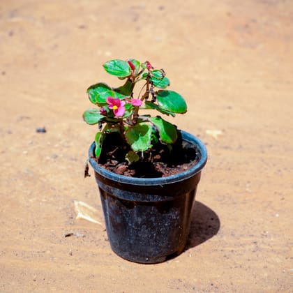 Buy Begonia (Any Colour) in 5 Inch Nursery Pot Online | Urvann.com