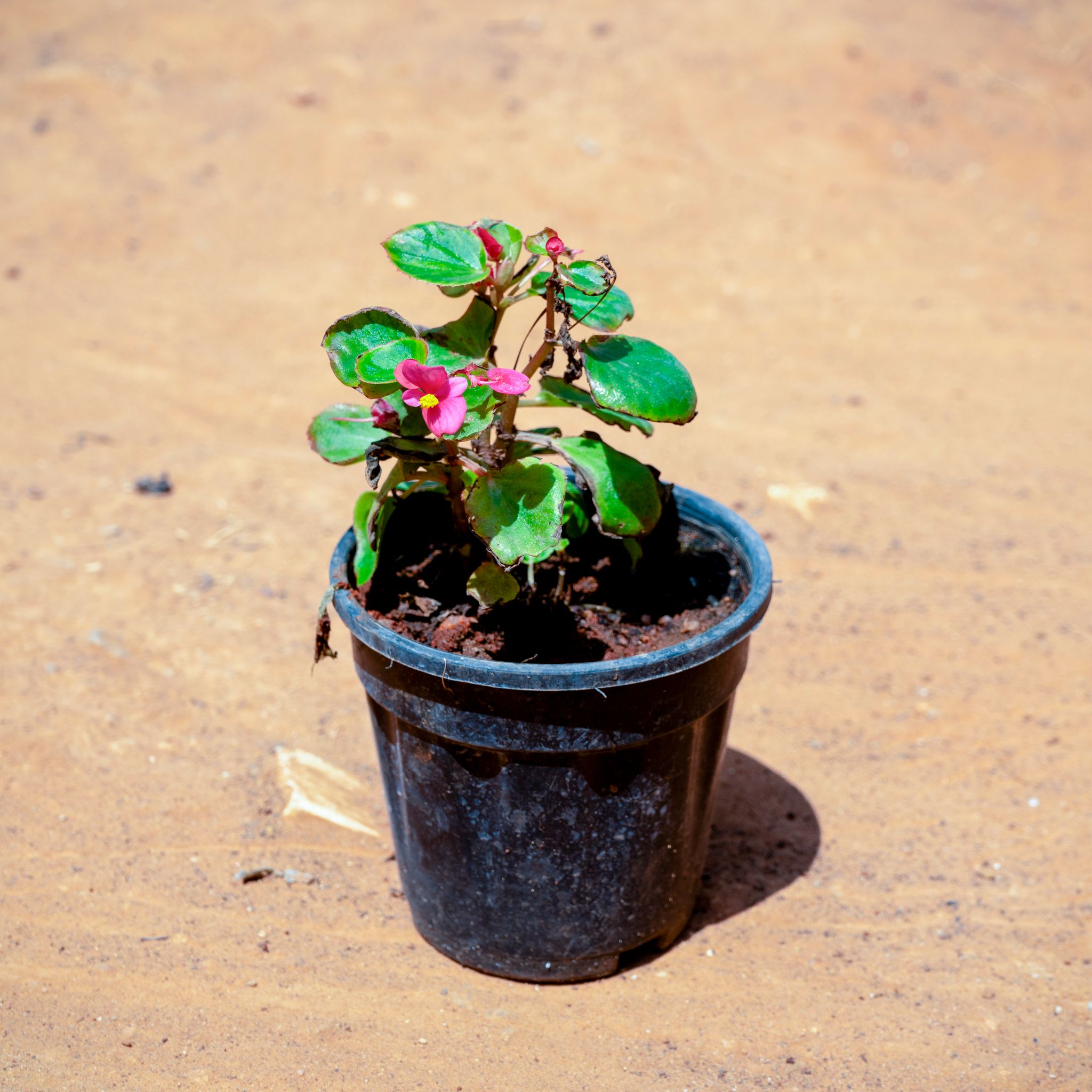 Begonia (Any Colour) in 5 Inch Nursery Pot