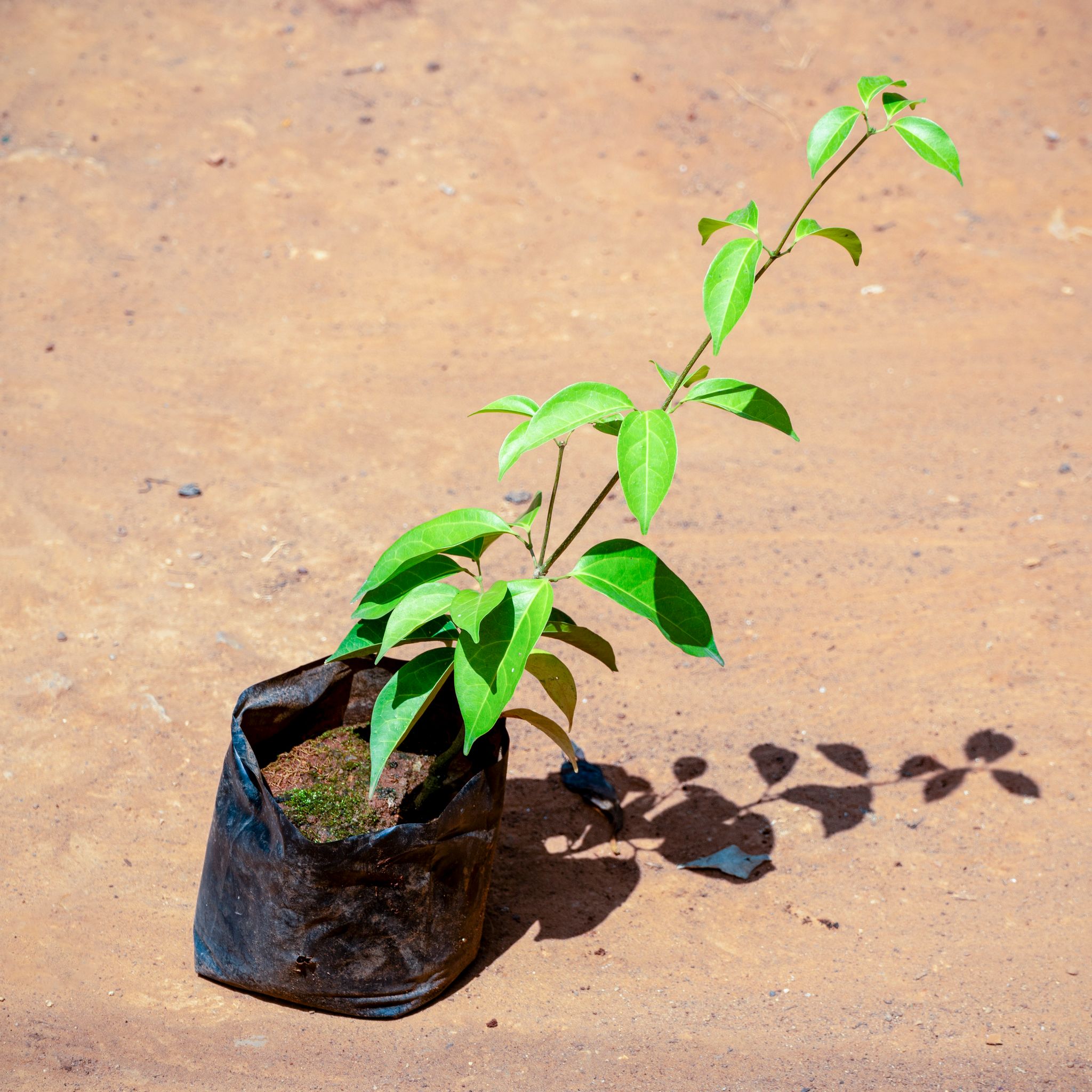 Lahsun Bel / Garlic Vine in 5 Inch Nursery bag