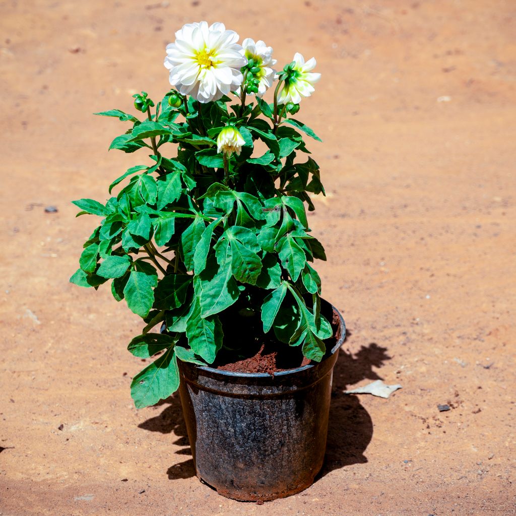 Buy Dahlia (Any Colour) in 6 Inch Nursery Pot Online | Urvann.com Dahlia (Any Colour) in 6 Inch Nursery Pot